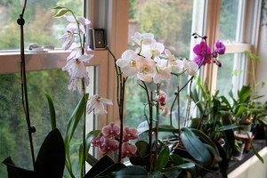 Орхидеи Условиях Фото