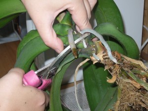 Орхидею можно размножать вегетативным способом