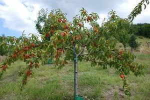 Дерево персика