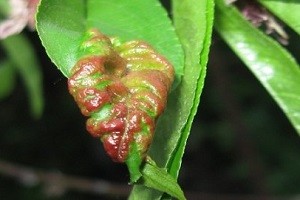 Курчавость листьев – самое распространенное заболевание персика