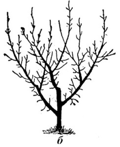 Отросшие части дерева, которые не подлежат удалению, обрезаем на треть либо половину длины, в зависимости от динамики ветвления