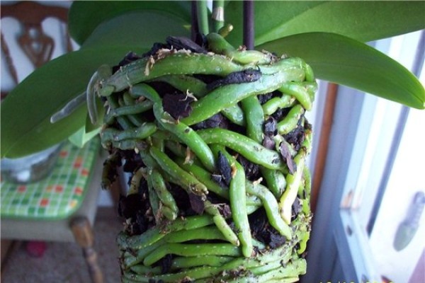 Здоровые корни орхидеи плотные, упругие, насыщенного зеленого цвета