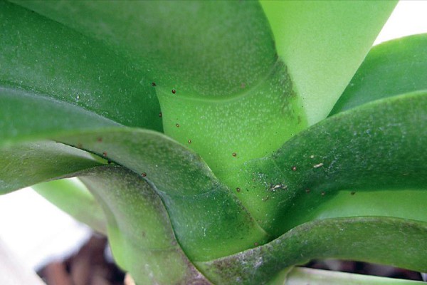 Если листья орхидеи гниют, возможно, поражение клещом. Осмотрите растение на наличие клещей