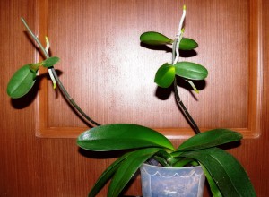 Размножение орхидеи Фаленопсис детками 