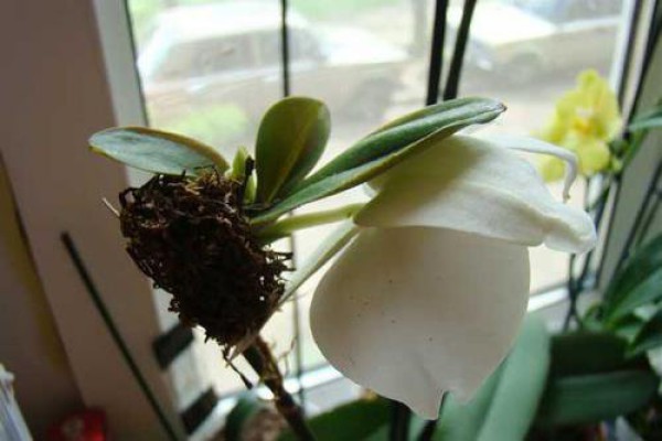 Берегите орхидею от сквозняков. Сквозняк для Фаленопсиса губителен