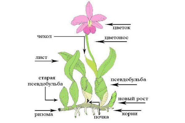 Строение орхидеи Cattleya 