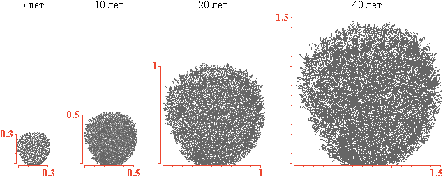 Схема зависимости размеров кроны от возраста у карликовой туи Globosa 