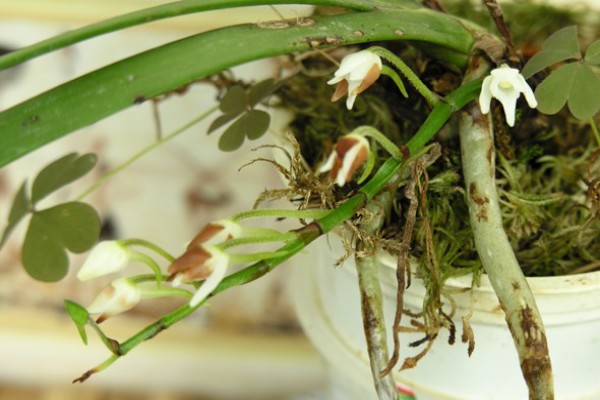 Следы поражения корня орхидеи трипсом