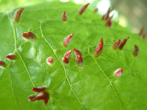 Образование ростков различной толщины — показатель заражения листовыми галлами