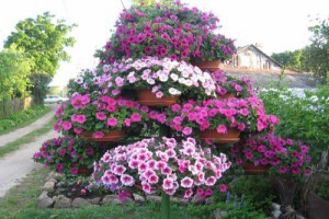 Великолепие петунии: пышная вертикальная клумба в сад