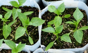 -pepper-seedlings