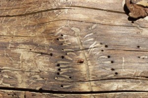 Следы работы насекомых в древесине
