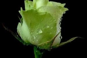 Роза Зеленая Сорта Фото И Описание
