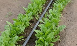 Как выращивать шпинат