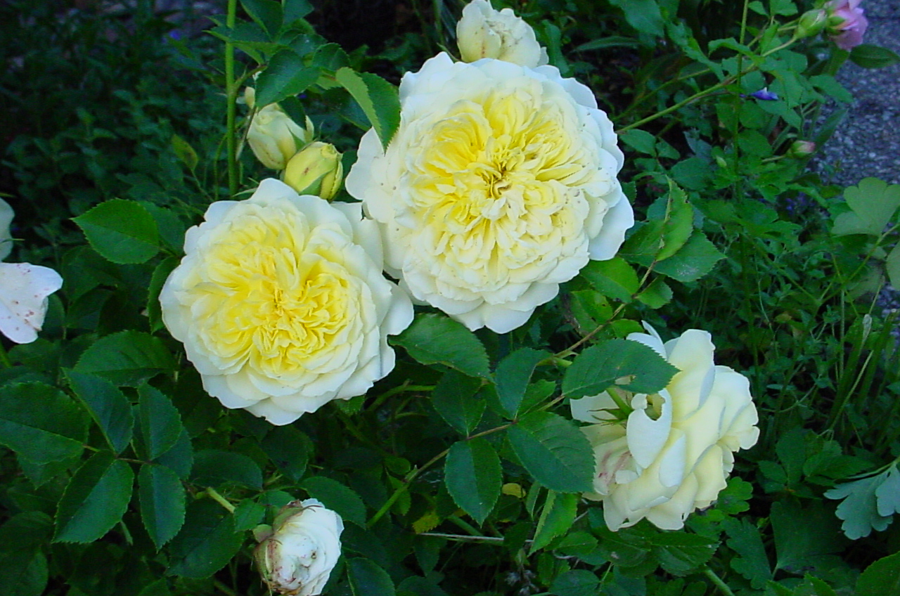 Желтая Английская Роза