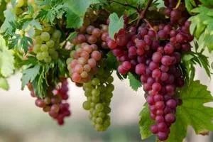 Виноград русский ранний: что нужно знать о выращивании. Виноград русский ранний — секреты выращивания данного сорта