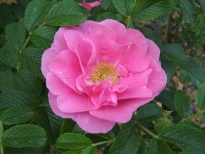 Лучшие сорта розы ругозы: посадка и уход