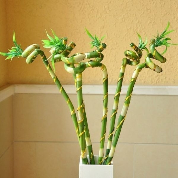 Декоративный бамбук