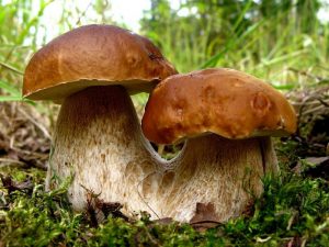 Как отличить съедобные грибы от несъедобных — фото для сравнения