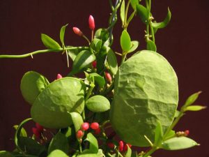 Дисхидия - уход в домашних условиях и виды (дисхидия, уход, домашний, влажность воздуха, белые цветки, виде сердечек) влажность воздуха