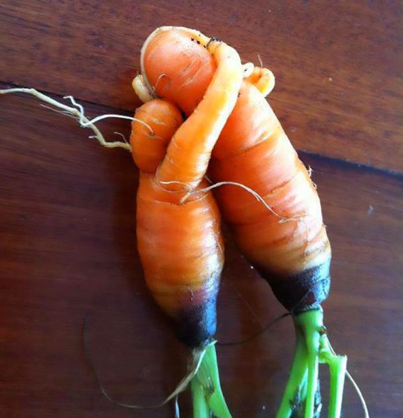 Морковные объятия