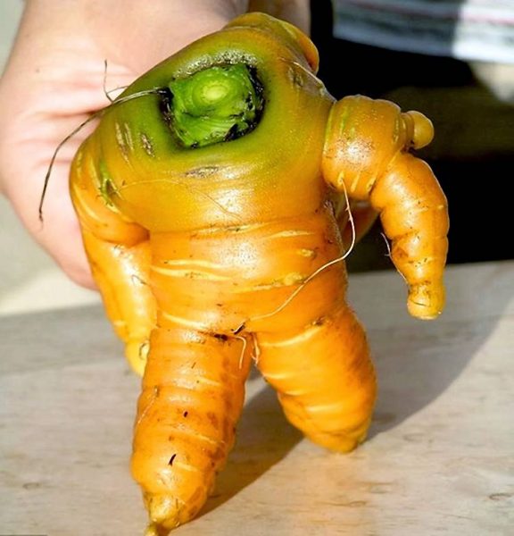 Серьезная морковь