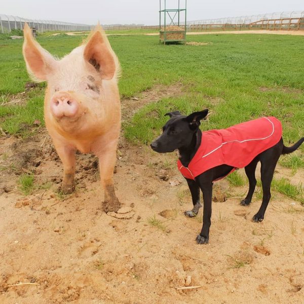 свинья и собака