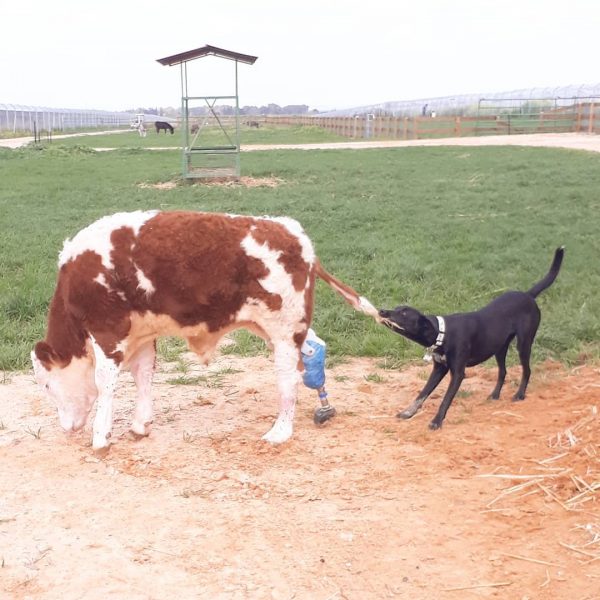 корова и собака