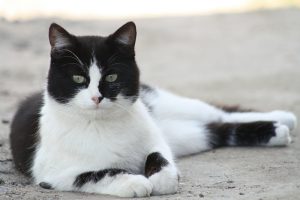 кошка черно-белая