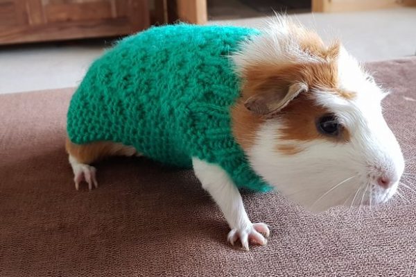 Свинка в свитере