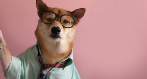 Сиба-ину Боди — популярная собака в человеческой одежде