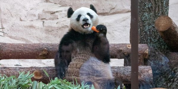 Панда, привезённая в Московский зоопарк из Китая