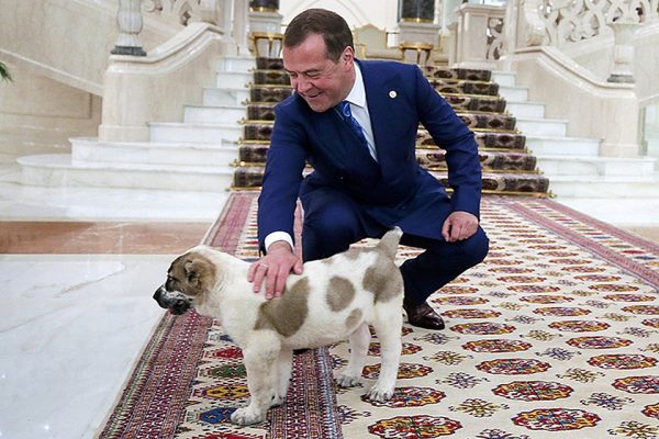 Президент Туркменистана подарил медведеву щенка алабая