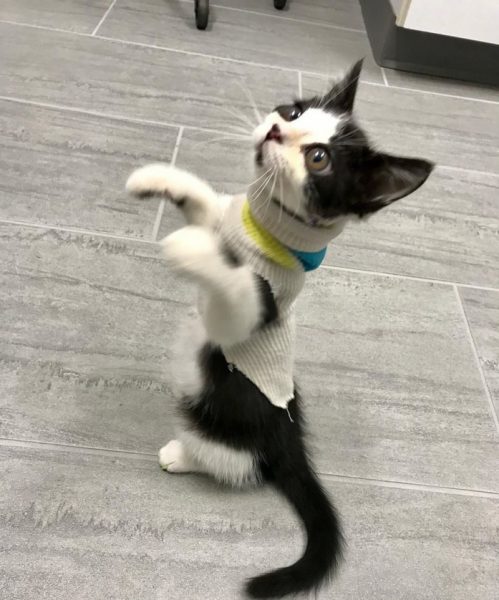 Ветеринар забрала себе котёнка Порга с редким синдромом Элерса-Дансола (ветеринар, забрать, котенок, порга, редкий) забрать