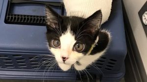 Ветеринар забрала себе котёнка Порга с редким синдромом Элерса-Дансола (ветеринар, забрать, котенок, порга, редкий) порга