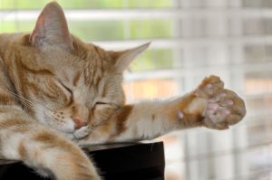 Paws for thought! Rescue cat grows extra toes that are so big they look like another foot