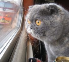 Кошка в поезде