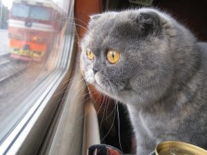 Кошка в поезде