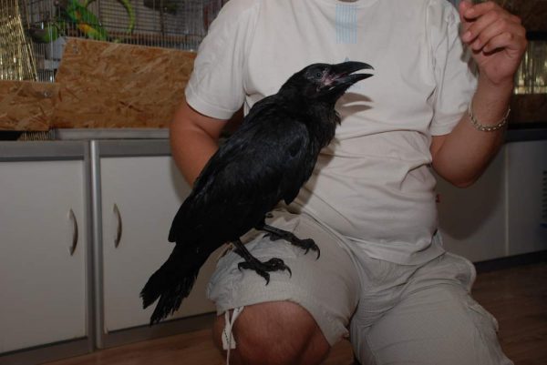 Разбор приметы птица залетела в дом (разбор, примета, птица, залететь, птица залетела) птица залетела