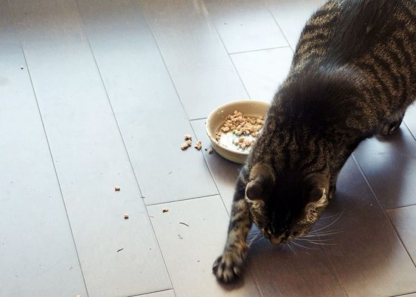 Кот закапывает еду