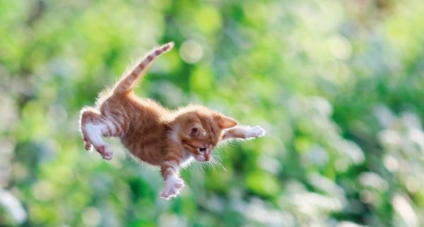 Котёнок в воздухе