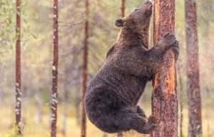 медведь смотрит на дерево