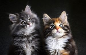 2 кошки